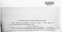 Blumeria graminis image
